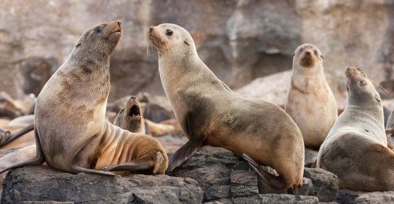 seal