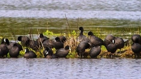 Fisher’s Wetland