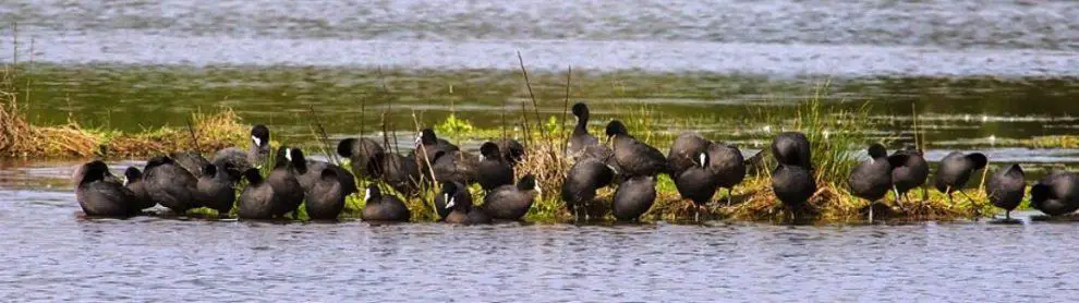 Fisher’s Wetland