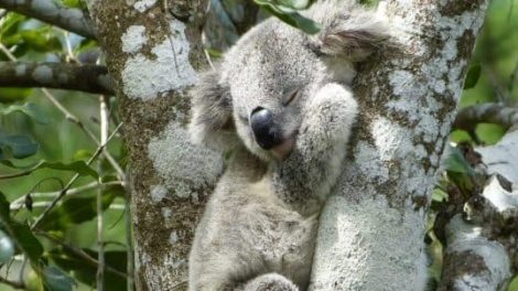 Koala Conservation Centre