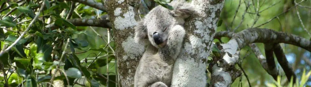 Koala Conservation Centre