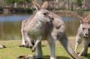 Phillip Island Wildlife Park