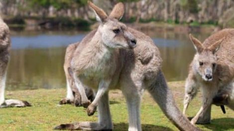 Phillip Island Wildlife Park