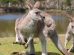 Phillip Island Wildlife Park