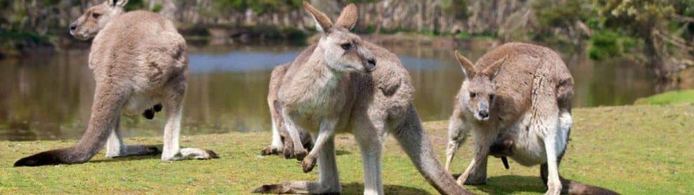 Phillip Island Wildlife Park