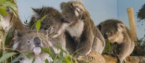 Maru Koala And Animal Park