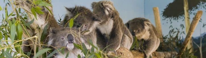 Maru Koala And Animal Park