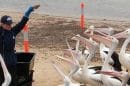 Pelican Feeding