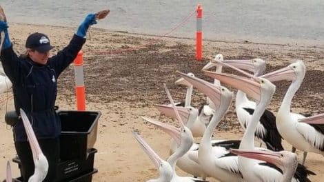 Pelican Feeding