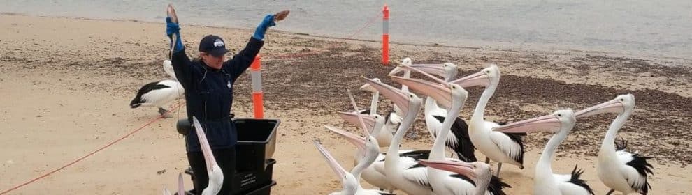 Pelican Feeding