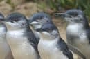 Phillip Island Penguins