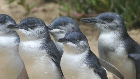 Phillip Island Penguins