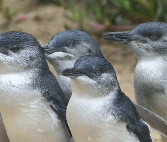 Phillip Island Penguins