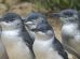 Phillip Island Penguins