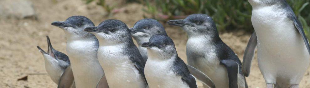 Phillip Island Penguins