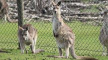Phillip Island Wildlife Park 07