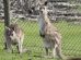 Phillip Island Wildlife Park 07