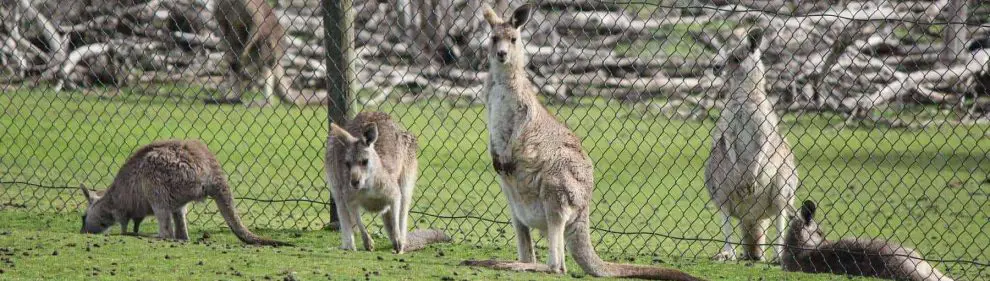 Phillip Island Wildlife Park 07