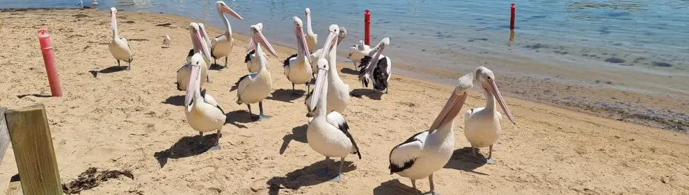 San Remo Pelican Feeding 009
